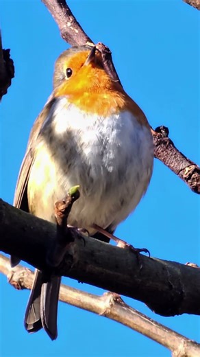 Friendly Robin pays a Visit