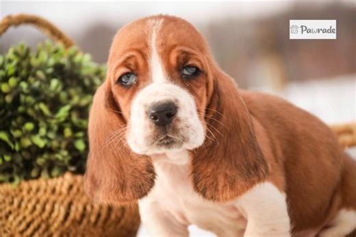 Scottie - Basset Hound Puppy A5C138