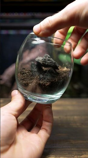 Turning a Drinking Glass Into a Mini Cave Terrarium!
