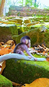 Baby monkey so lovely | Angkor Forest