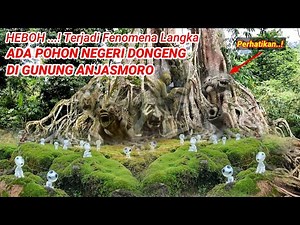 HEBOH! Ada Pohon Negeri Dongeng Di Gunung Jawa Timur