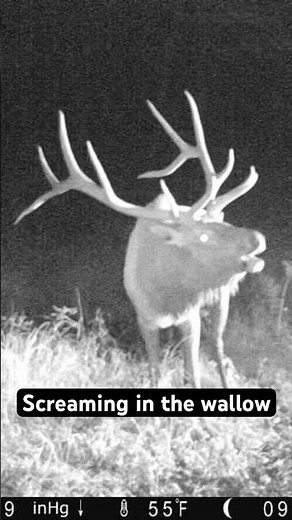 | Big Bull Elk Screaming In The Timber | #bugle #nature #trailcamera