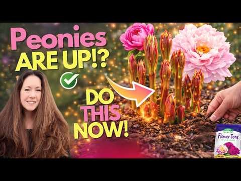 🌸When Peonies Come Up… DO THIS NOW for MASSIVE Blooms! 🌸