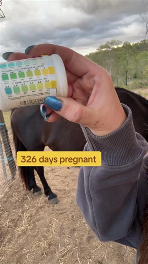 Filly or colt? Place your bets #breeding #breedinghorses #foal #pregnantmare #younghorse