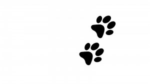 Download Cartoon comic funny paws footprints animal walking animation on white screen. for free
