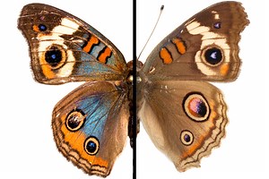 What do soap bubbles and butterflies have in common? - Berkeley News