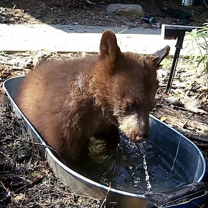 Water station becomes bear family playground 🐻 | Animal Lovers