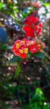 🌺🌺#flower #flowers #flowergarden #garden #gardenflowers #marigold #marigoldflower #explore #explorer