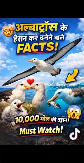 Albatross The Bird That Never Lands | shorts | birdwatching