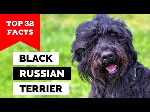 99% of Black Russian Terrier Owners Don't Know This