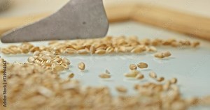Laboratory Analysis of Wheat Grains for Quality Control
