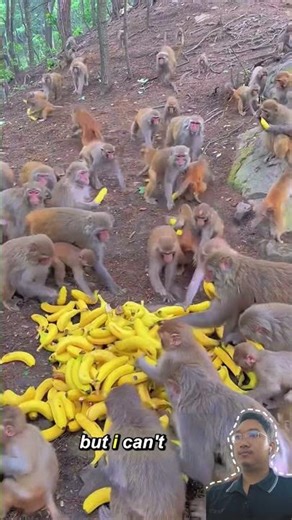 Unstoppable Monkey Banana Mania! 🍌🐒 Who Will Get the Most? #BananaBash #FunnyMonkeys #Shorts 🍌🚀