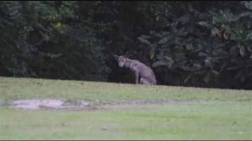 Texas A&M researcher claims Chupacabra mystery solved