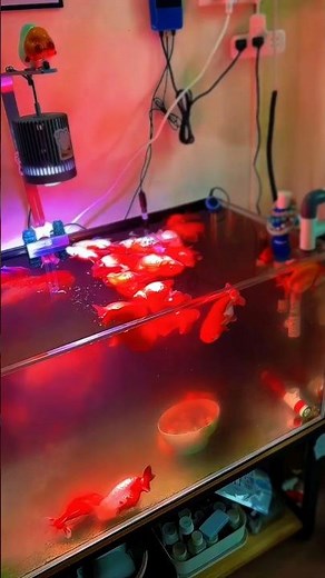 Avoid These Aquarium Setup Mistakes