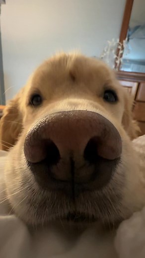 Gotta look at the bright side #pet #pets #petstagram #petsofinstagram #petsofig #puppy #puppylove #puppylife #puppygram #puppyoftheday #puppyofinstagram #puppies #puppiesofinstagram #puppiesofig #puppiesofinsta #dog #dogsofinstagram #dogs #dogoftheday #doglover #retriever #retrieveroftheday #retrieverpuppy #retrieverpuppies #retrieveraddiction #goldenretriever #goldenretrievers #goldenretrieversofinstagram #goldenretrieverpuppy | Benny Remy