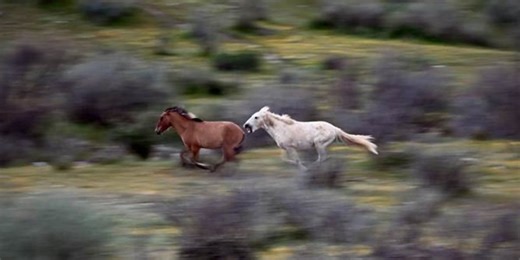 Rising Arizona student photographers awarded $10,000 in nature photo contest