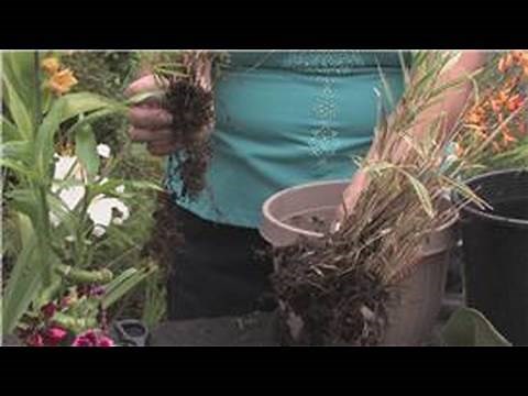 Bamboo Plants : How to Plant Bamboo Cuttings