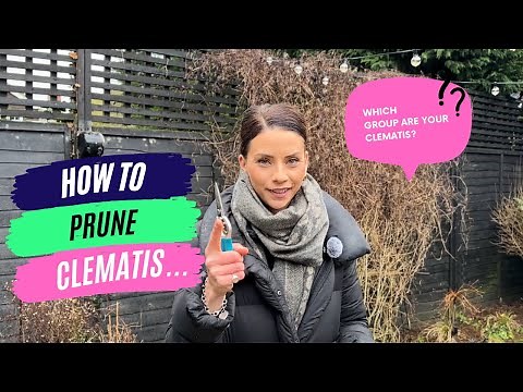 Pruning Clematis Made Simple: A Beginner's Guide