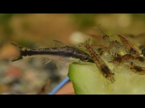 Otocinclus vittatus - Feeding on cucumber.