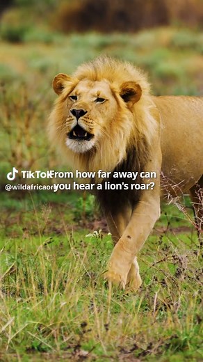 Discover the Power of Lions' Roars | Amazing Lion Facts