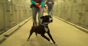 Scared shelter dog jumps for joy when he realizes he’s being adopted