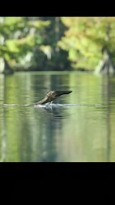 497K views · 8.1K reactions | Coke Movie2_#dinosaur #pterosaurs #crocodile #tiktok #Dinosaurs #Dinosaur #Paleontology #Prehistoric #Jurassic #Cretaceous #Triassic #Dino #DinoWorld | Rany online | Facebook