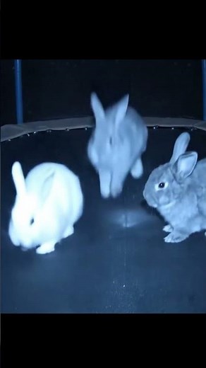 Security Camera Catches 3 Rabbits Jumping on Trampoline at Night!