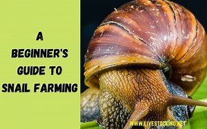 Beginner's Guide to Snail Farming (Heliciculture)   eBook