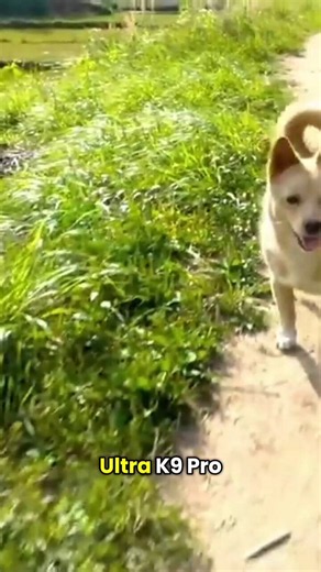 🐾 Curious about UltraK9 Pro?Learn about its ingredients, how it works, and why many dog owners are talking about it.Read our complete review on Product Insight Hub.https://t.co/WOKOYwLoQc#UltraK9Pro #DogHealth #DogWellness #DogLovers #HealthyDogs #DogLife #PetCare