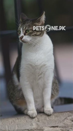 ⚠️ Signs of Fungal Infection in Pets | Pet Skin Care Tips
