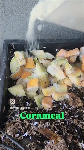 Compost Worms Feast! 🪱 Squash, Cornmeal & Paper Buffet #Compost