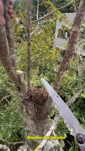 Practical operation of the shearing saw