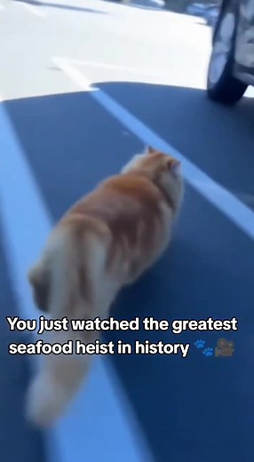 A hilarious real-life moment inside an American supermarket — a clever ginger Persian cat steals a giant fish straight off the ice counter while the servents chases after it shouting in panic. #RealLifeComedy #CatHeist #SupermarketFail #CaughtOnCamera #FacebookReelsViral | PawVibe