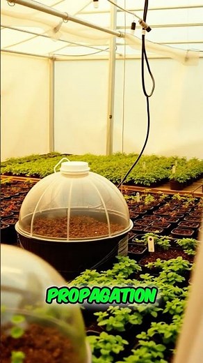 Propagation Tent Setup: Secret to Seedling Success Revealed!