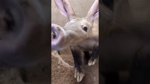Aardvark surprises with unique and quirky movements in habitat
