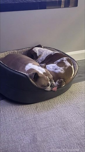 When you have two dogs....#fyp #foryou #dog #petlove #dogsoftiktok #funnytiktok #doglover #funny #funnyvideos #fypage #funnydog #dogs