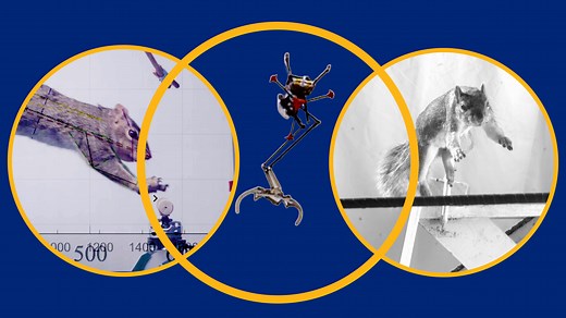 No robot can match a squirrel's ability to leap from limb to limb — until now - Berkeley News