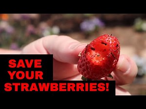 Use PVC Pipe to Protect Strawberries from Insects!