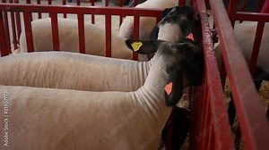 Sheep and Lambs in a county fair stall