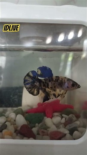 Beautiful Beta Fish 040726 #inspec