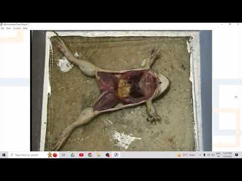 Isolated Frog's Heart Assembly Setup