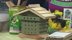 How to make your garden more welcoming to pollinating mason bees