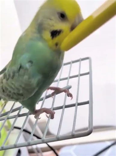 激しい笑 #ラムネちゃん #セキセイインコ #ペット