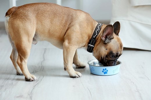 Benefits of Bone Broth for Dogs