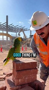 5.8K views · 99 reactions | #parrot #ParrotComedy #AnimalComedy | Chris Jackson | Facebook