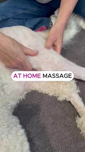 Effective Home Massage Tips for Dogs | Relieve Thigh Muscles