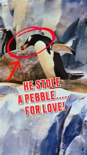 He Stole a Pebble… for Love! 🐧😂 #animalfacts #funfacts #didyouknow #shorts