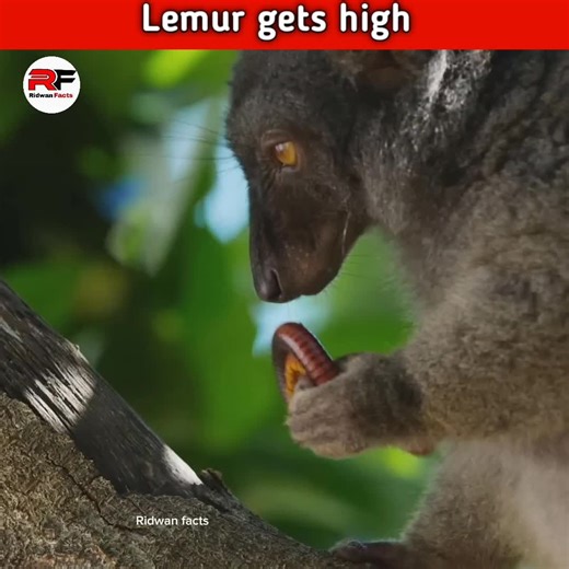 How lemur get high #lemurs #milipede #facts #new #viral #trending #viralvideoシ #knowledge #entertainment #ridwanfacts