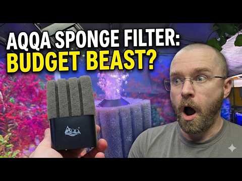 The Best Filter for Breeding Tanks? AQQA Sponge Aquarium Filter Review
