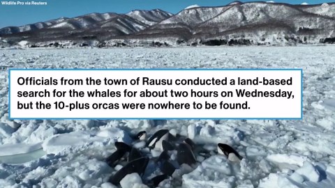 Killer whales trapped by sea ice in Japan have seemingly escaped